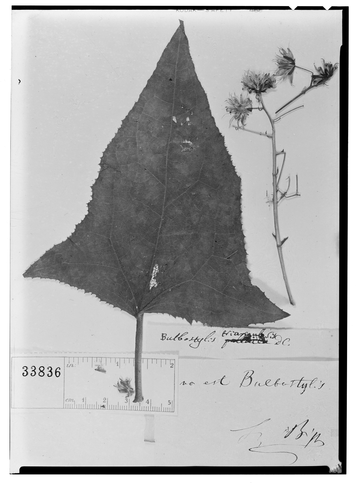 Eupatoriastrum triangulare image
