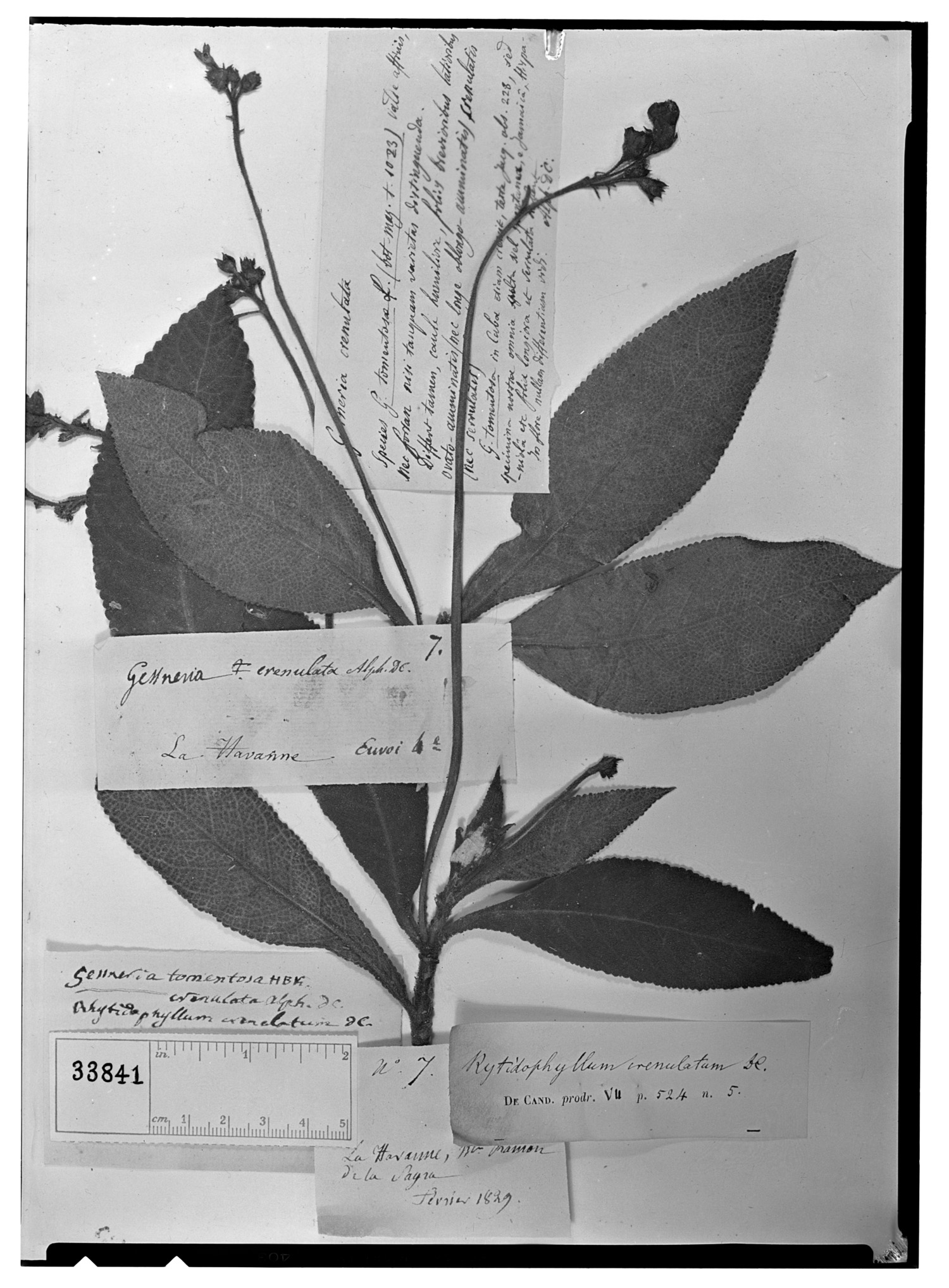 Rhytidophyllum crenulatum image