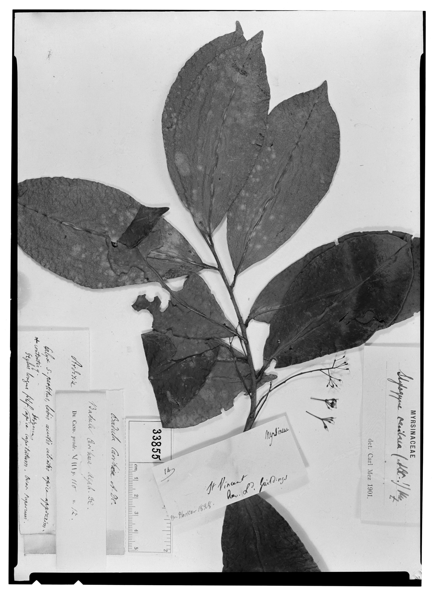 Stylogyne lateriflora image