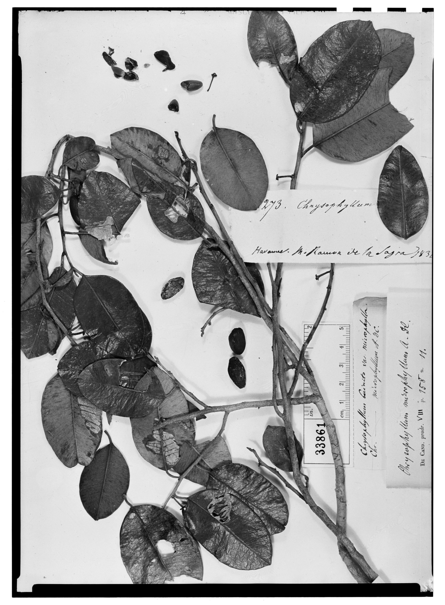 Chrysophyllum oliviforme subsp. oliviforme image