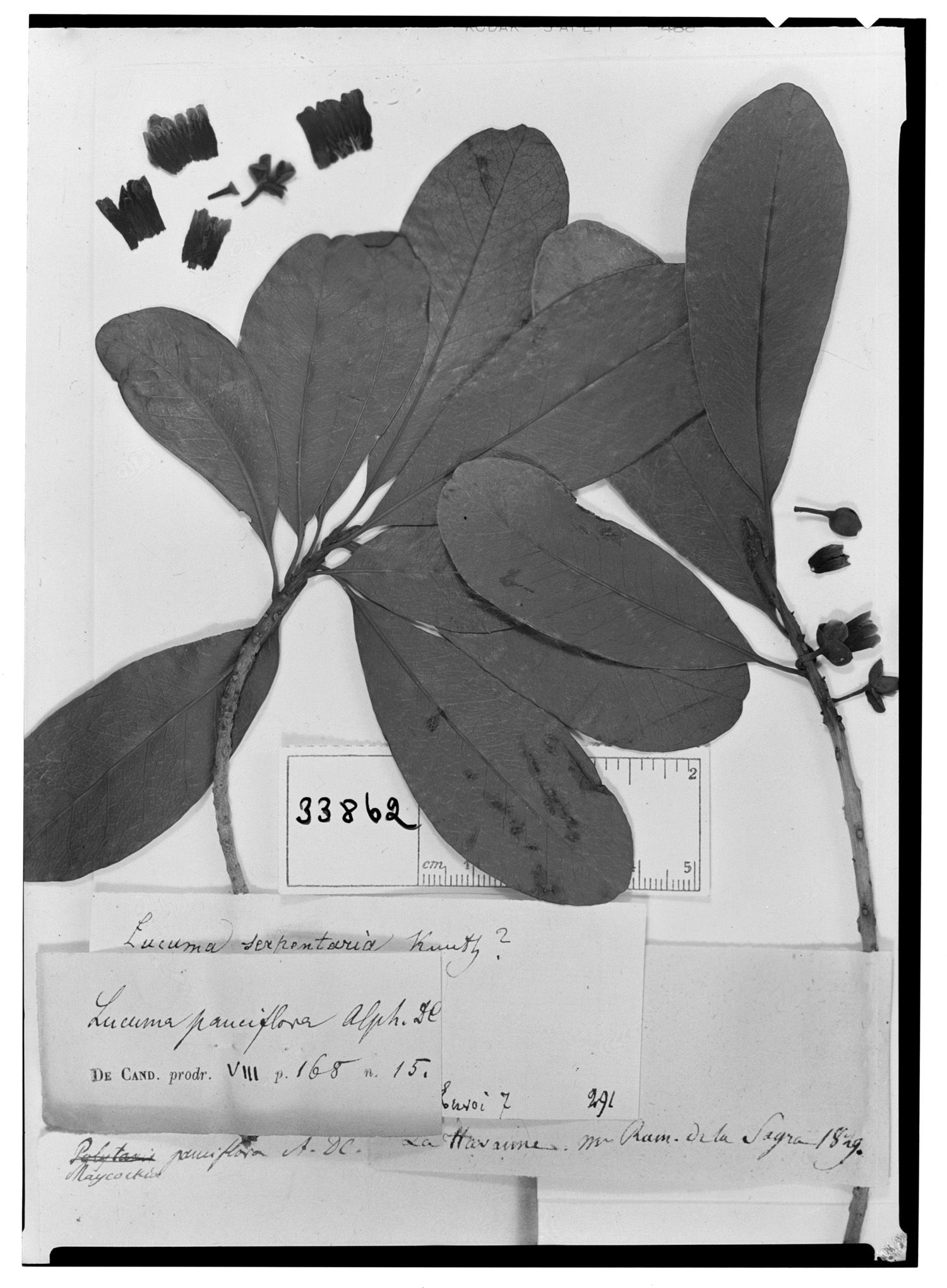 Pouteria dominigensis image