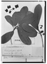 Field Museum photo negatives collection; Genève specimen of Lucuma pauciflora A. DC., CUBA, R. de la Sagra 291, Type [status unknown], G