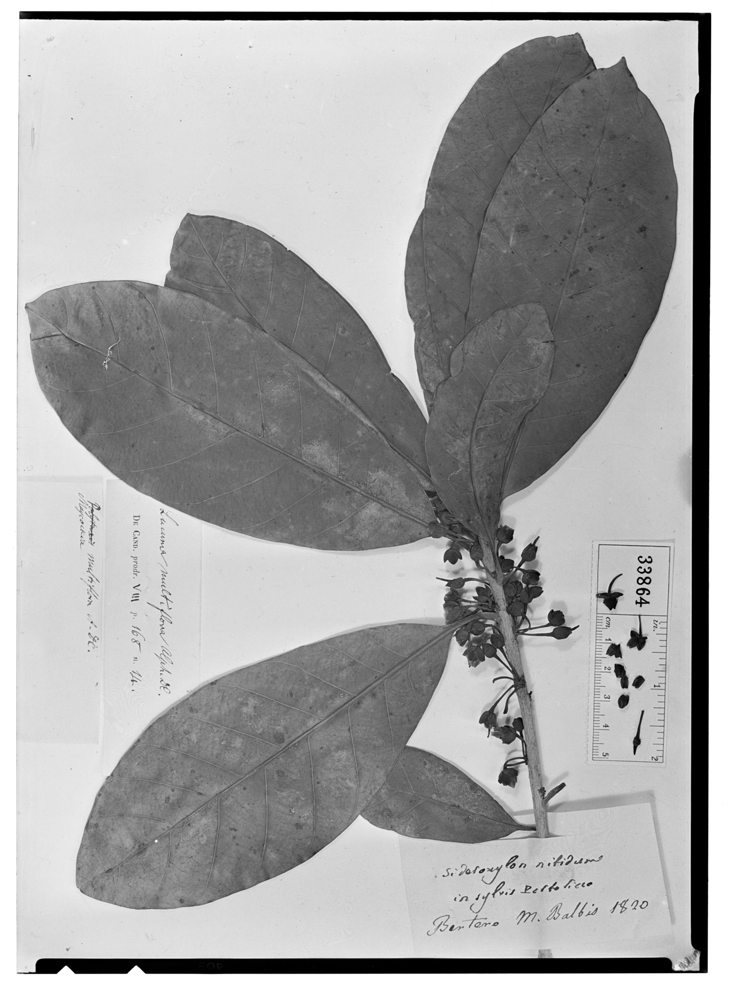 Lucuma multiflora image