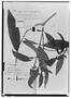 Field Museum photo negatives collection; Genève specimen of Rauvolfia lanceolata A. DC., PUERTO RICO, C. G. Bertero, Type [status unknown], G
