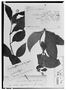 Field Museum photo negatives collection; Genève specimen of Rauvolfia lamarkii A. DC., GUADELOUPE, C. G. Bertero, Type [status unknown], G