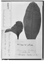Field Museum photo negatives collection; Genève specimen of Plumeria berterii A. DC., HAITI, C. G. Bertero, Type [status unknown], G