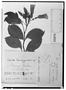 Field Museum photo negatives collection; Genève specimen of Echites berterii A. DC., HAITI, C. G. Bertero, Type [status unknown], G