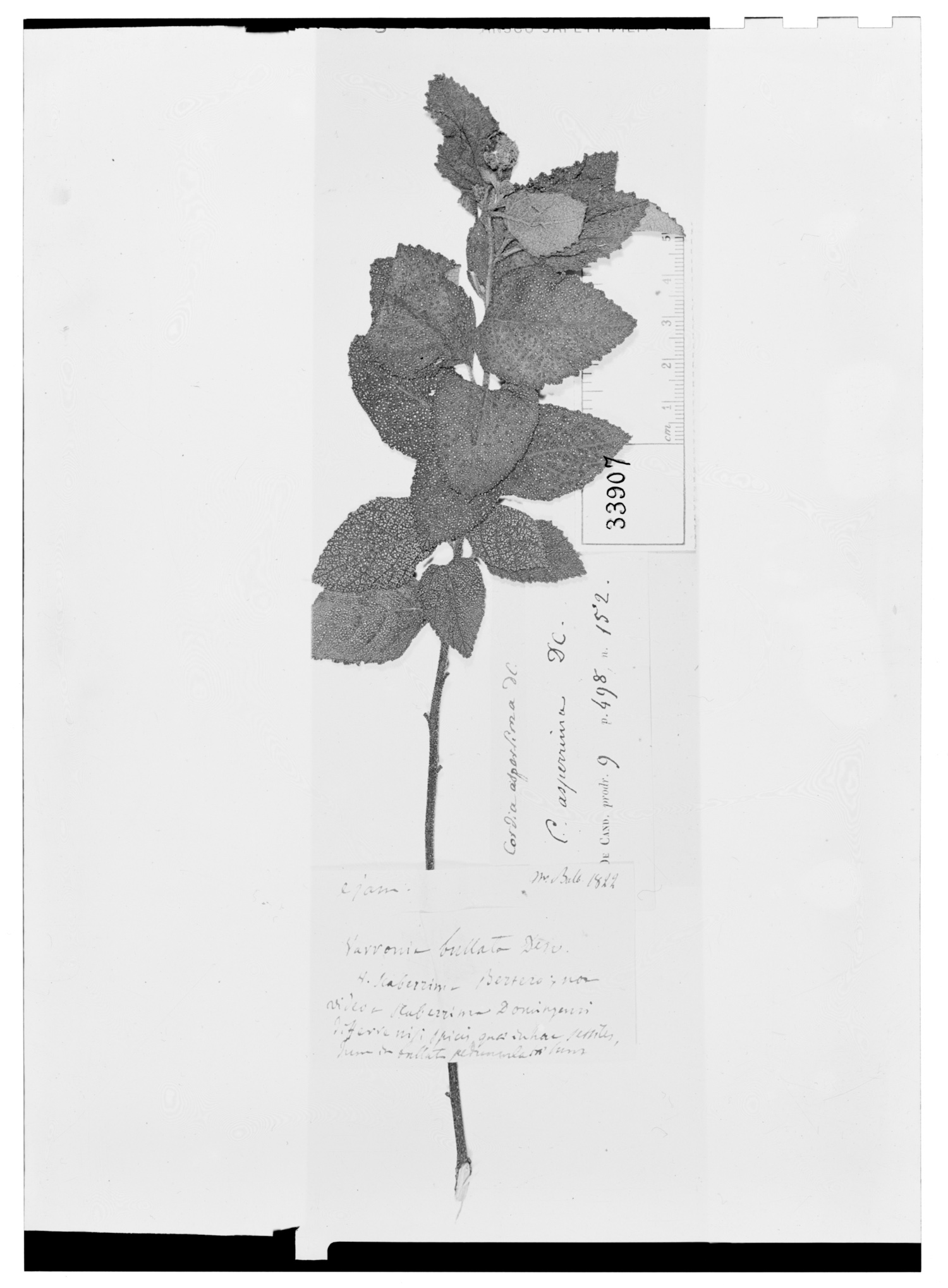 Varronia bullata image