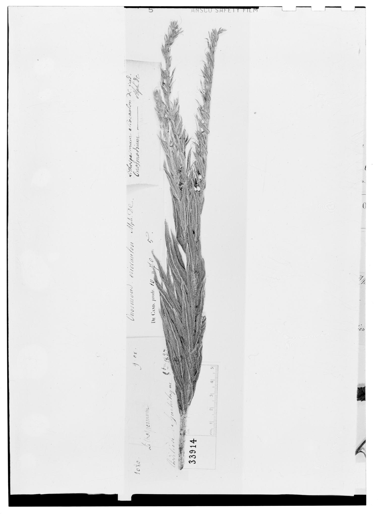 Lasiarrhenum trinervium image