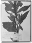 Field Museum photo negatives collection; Genève specimen of Hygrophila portoricensis Nees, PUERTO RICO, C. G. Bertero, Type [status unknown], G