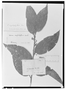 Field Museum photo negatives collection; Genève specimen of Cestrum megalophyllum Dunal, Trinidad and Tobago, F. W. Sieber 176, Type [status unknown], G