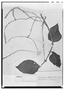Field Museum photo negatives collection; Genève specimen of Boussingaultia leptostachys Moq., PUERTO RICO, K. West, Type [status unknown], G