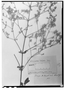 Field Museum photo negatives collection; Genève specimen of Alternanthera latifolia Moq., MEXICO, Mairet, Type [status unknown], G
