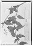 Field Museum photo negatives collection; Genève specimen of Alternanthera mexicana Moq., MEXICO, J. L. Berlandier 431, Type [status unknown], G