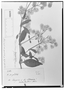 Field Museum photo negatives collection; Genève specimen of Telanthera gracilis Moq., MEXICO, J. L. Berlandier 2180, Type [status unknown], G