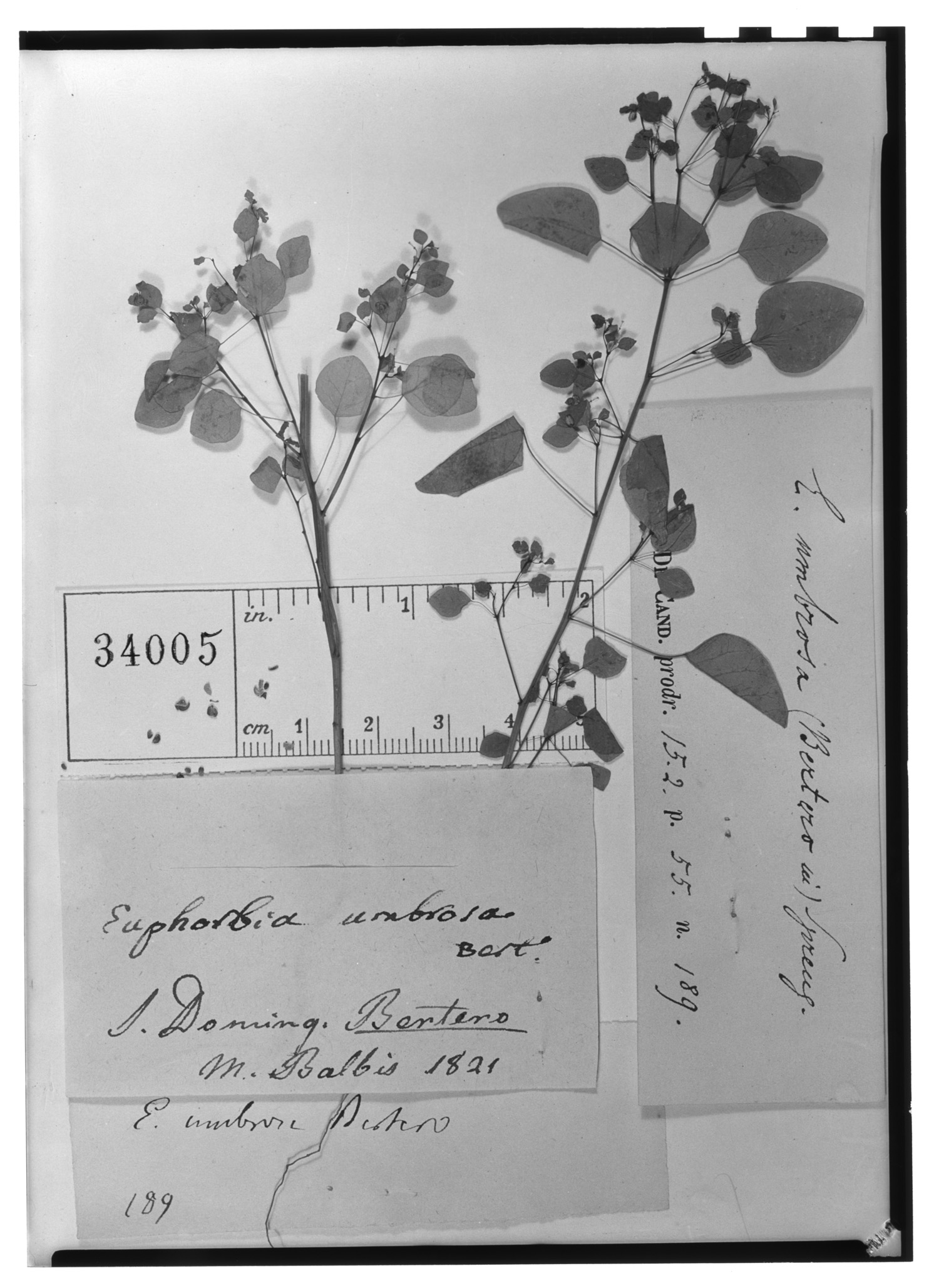 Euphorbia umbrosa image