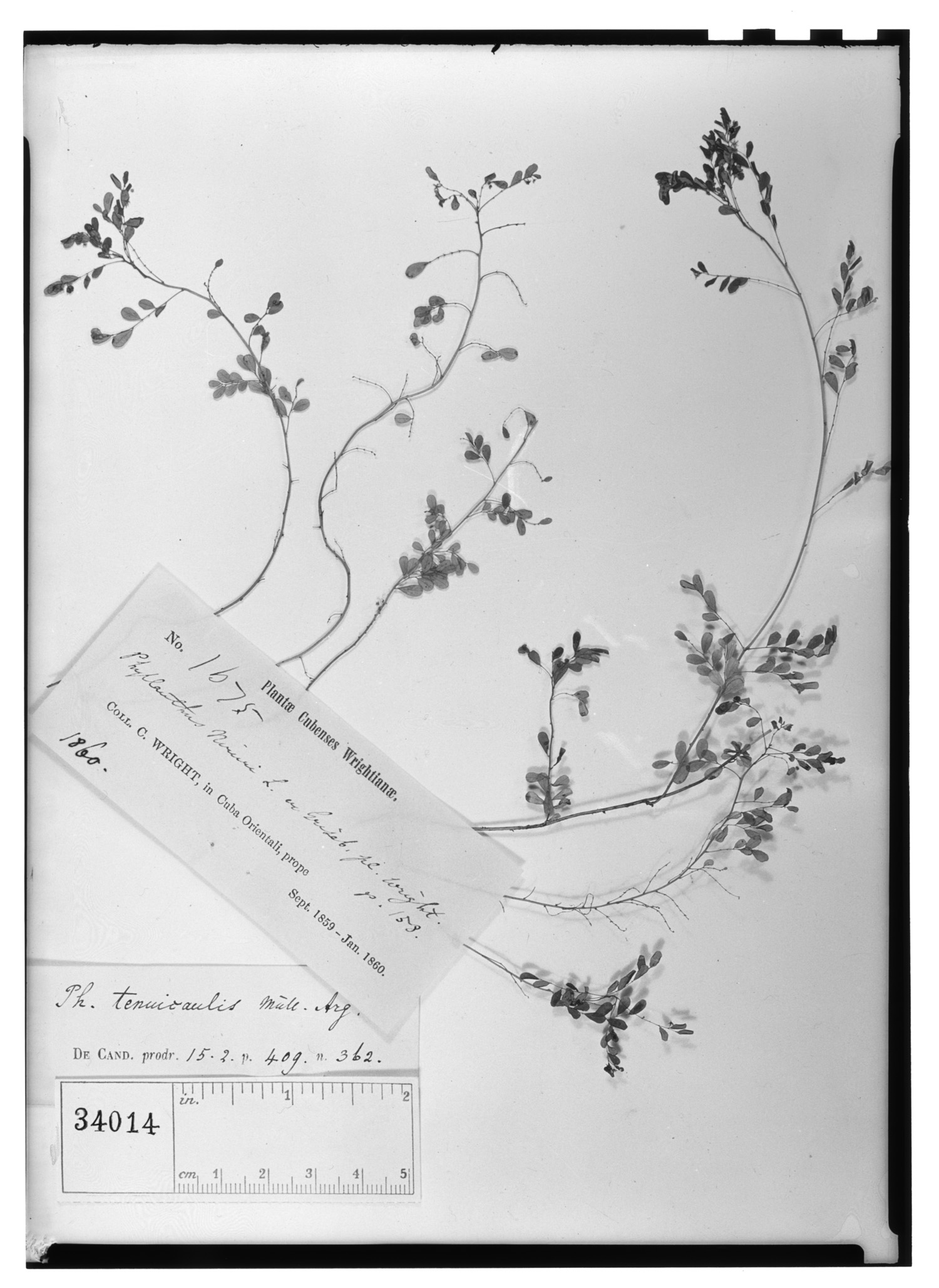 Phyllanthus tenuicaulis image