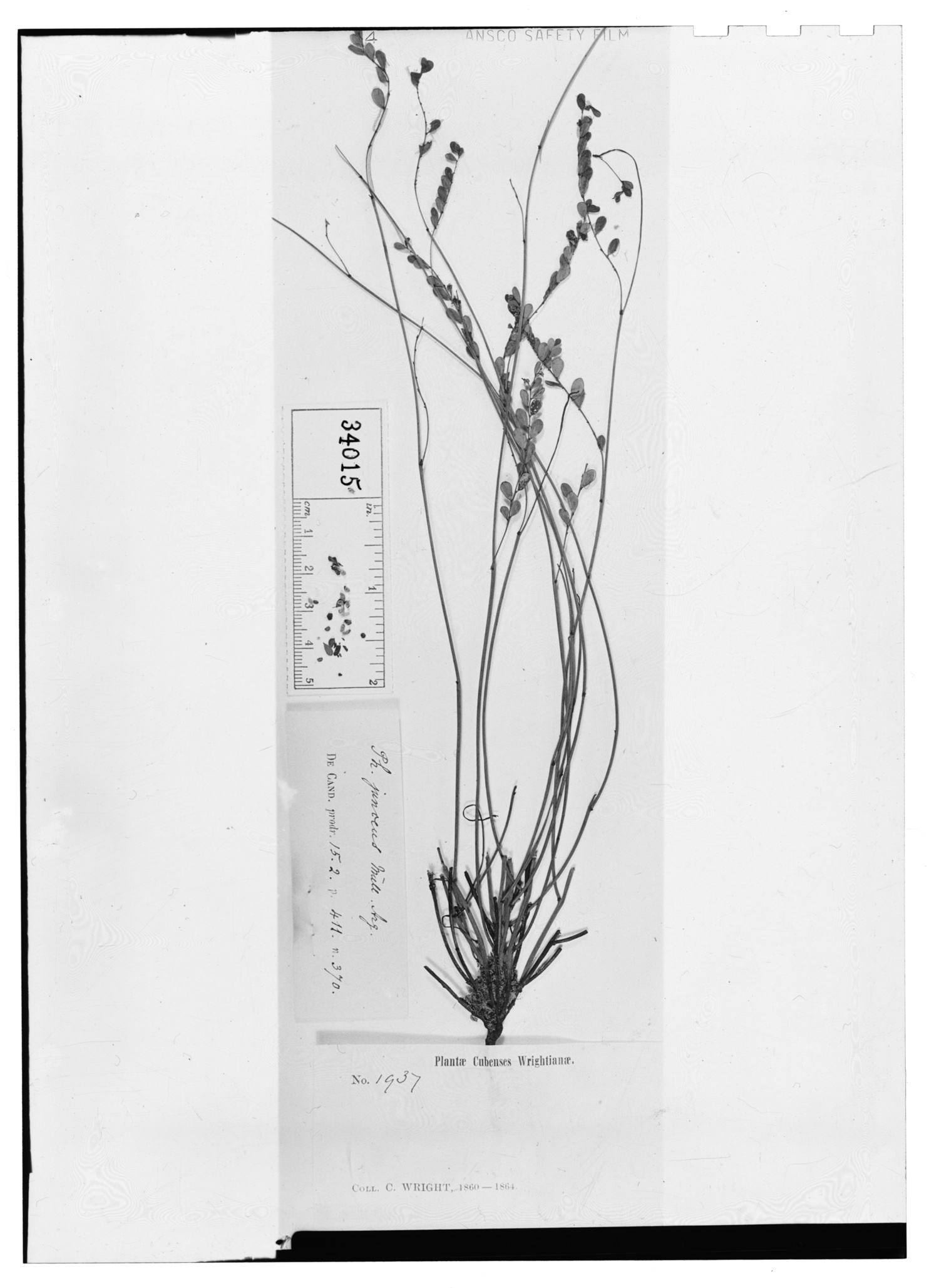 Phyllanthus junceus image