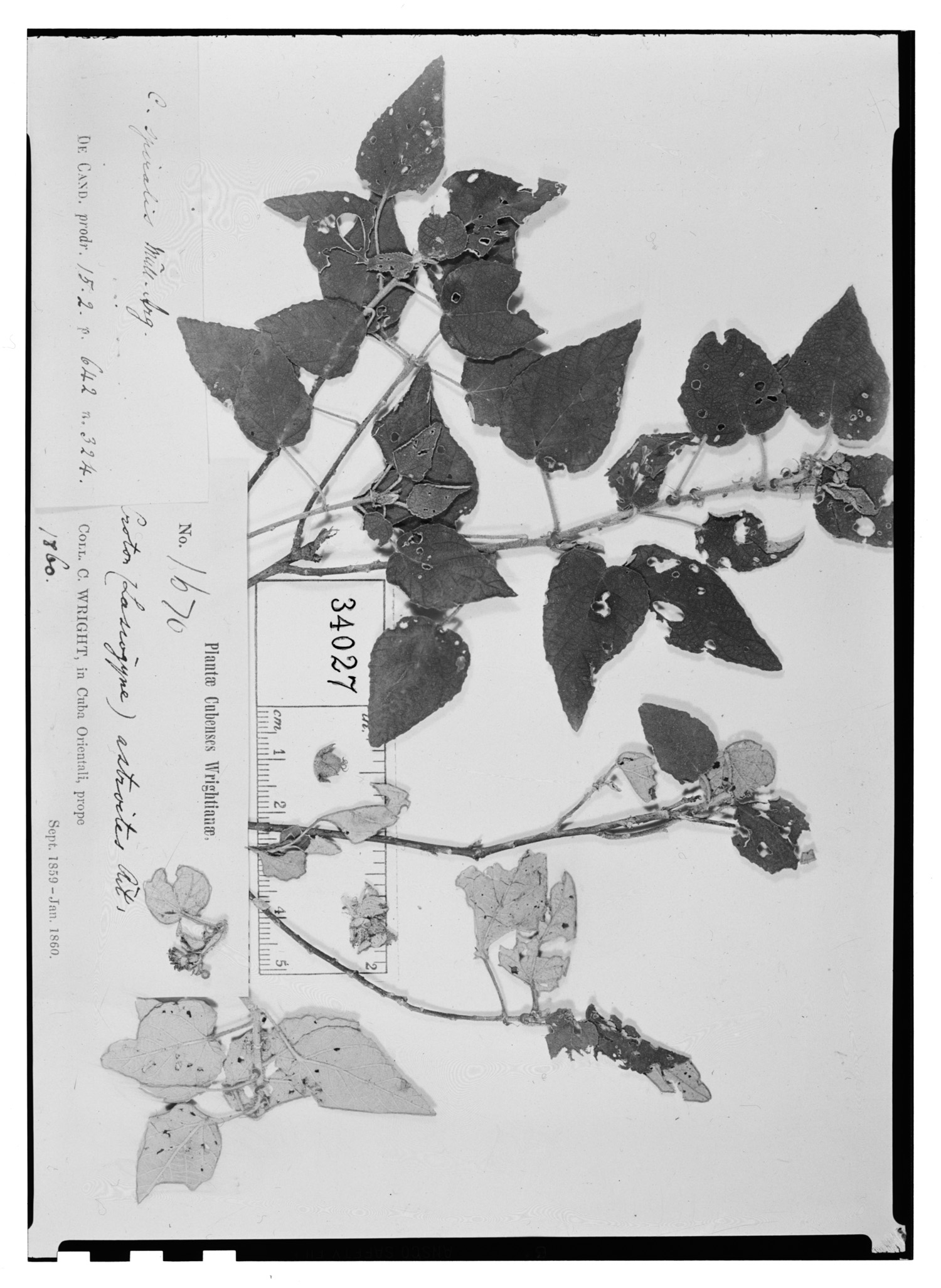 Croton spiralis image