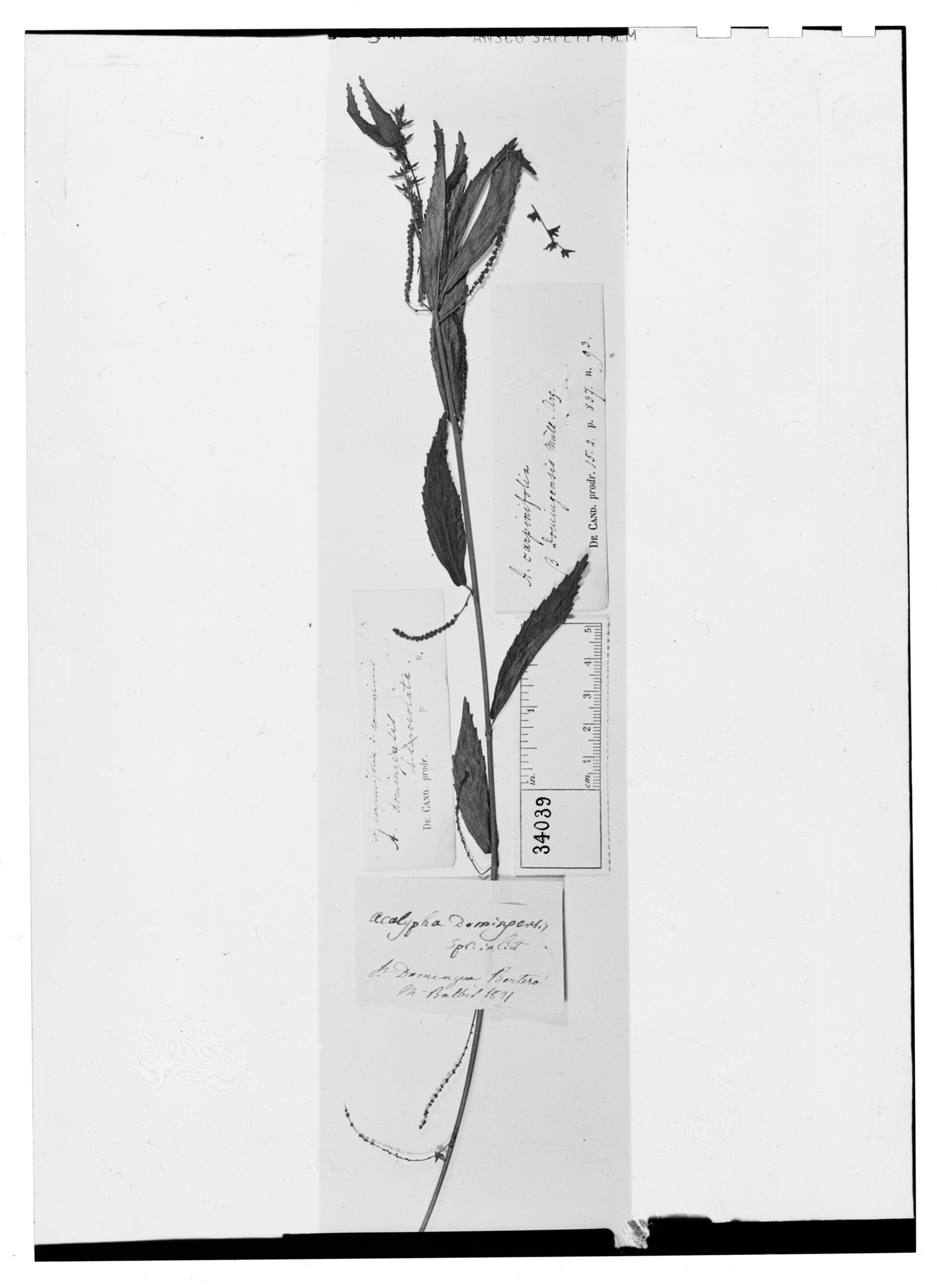 Acalypha carpinifolia image