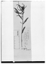 Field Museum photo negatives collection; Genève specimen of Acalypha angustifolia subsp. glabrata Müll. Arg., HAITI, P. A. Poiteau, Type [status unknown], G