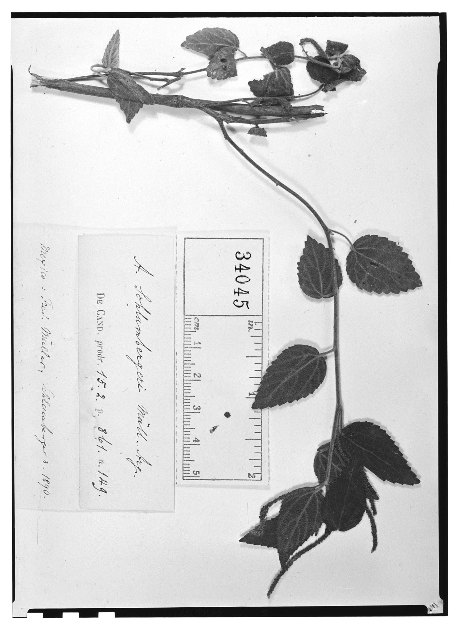 Acalypha schlumbergeri image