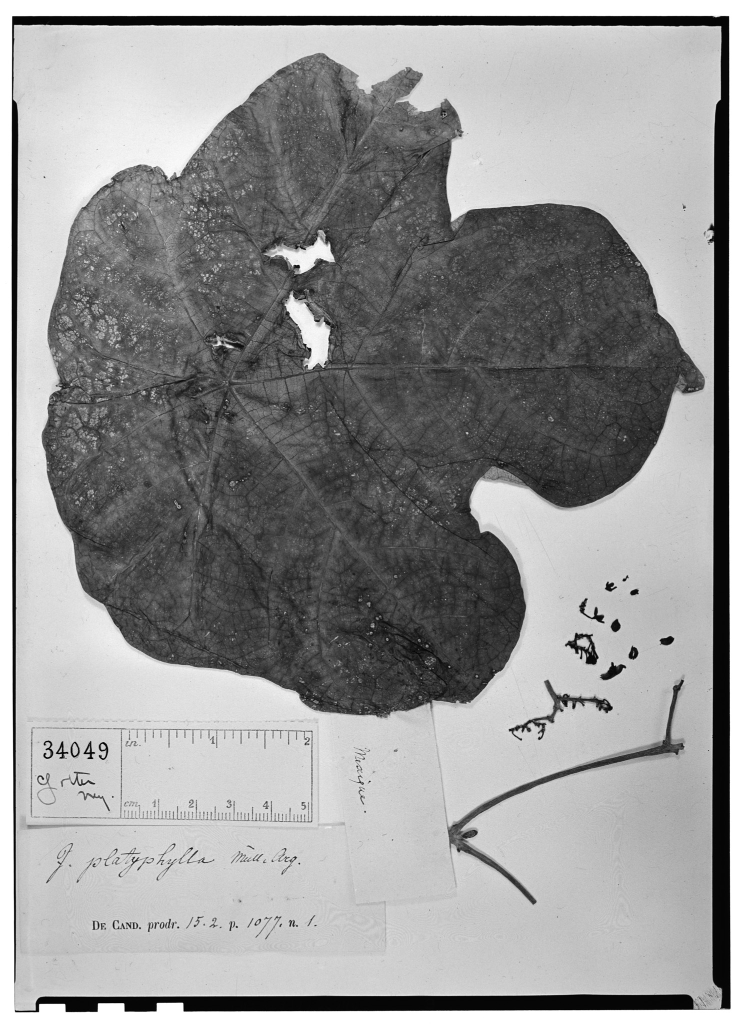 Jatropha platyphylla image