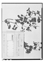 Field Museum photo negatives collection; Genève specimen of Nama rupicola Choisy, PERU, H. Ruíz L., Type [status unknown], G