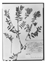 Field Museum photo negatives collection; Genève specimen of Polemonium grandiflorum Benth., MEXICO, H. G. Galeotti 1440, Type [status unknown], G