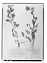Field Museum photo negatives collection; Genève specimen of Polemonium mexicanum Cerv. ex Lag., MEXICO, Type [status unknown], G