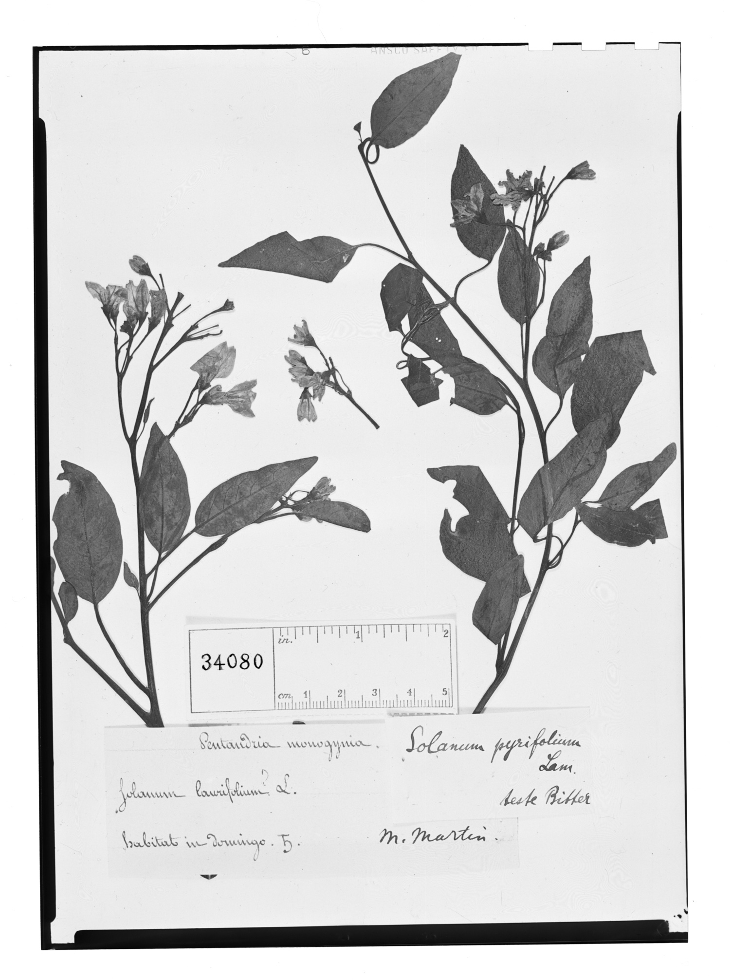 Solanum pyrifolium image