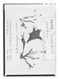 Field Museum photo negatives collection; Genève specimen of Oenone salicornis Spruce, BRAZIL, R. Spruce, Type [status unknown], G