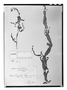 Field Museum photo negatives collection; Genève specimen of Oenone longifolia Tul., GUYANA, R. H. Schomburgk 437, Type [status unknown], G