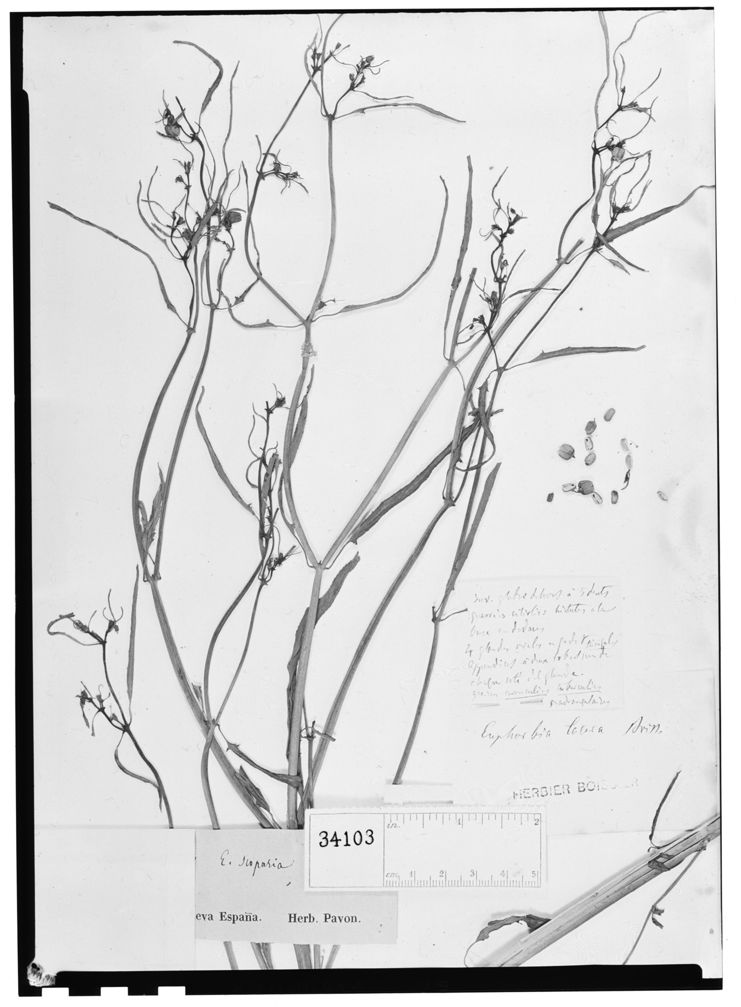 Euphorbia lacera image
