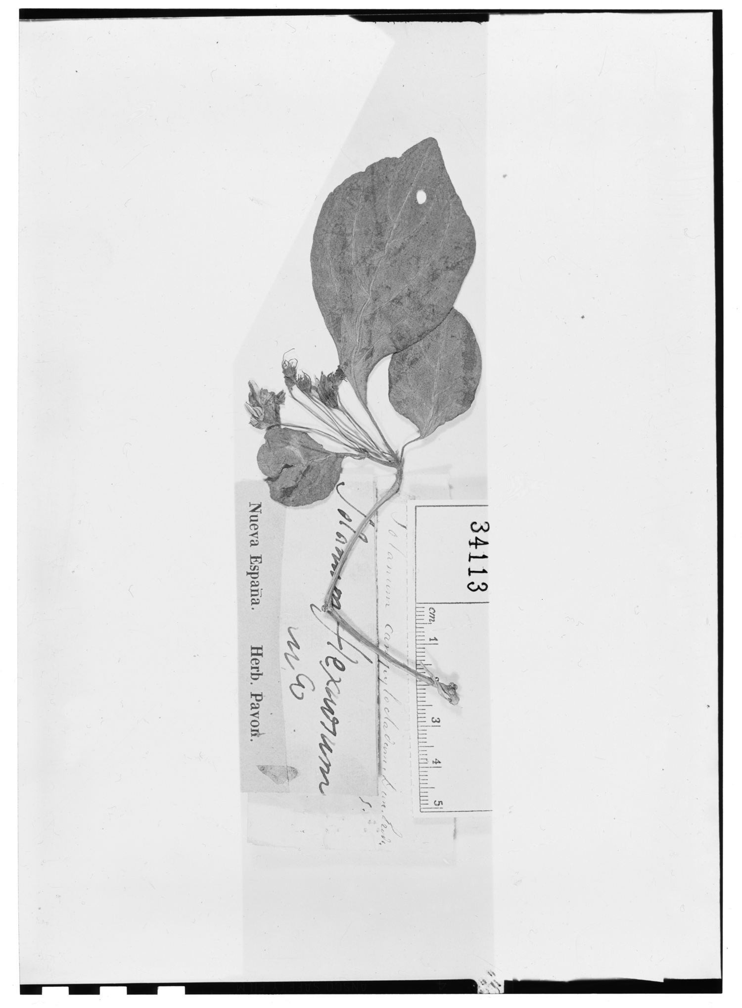 Solanum campylocladum image