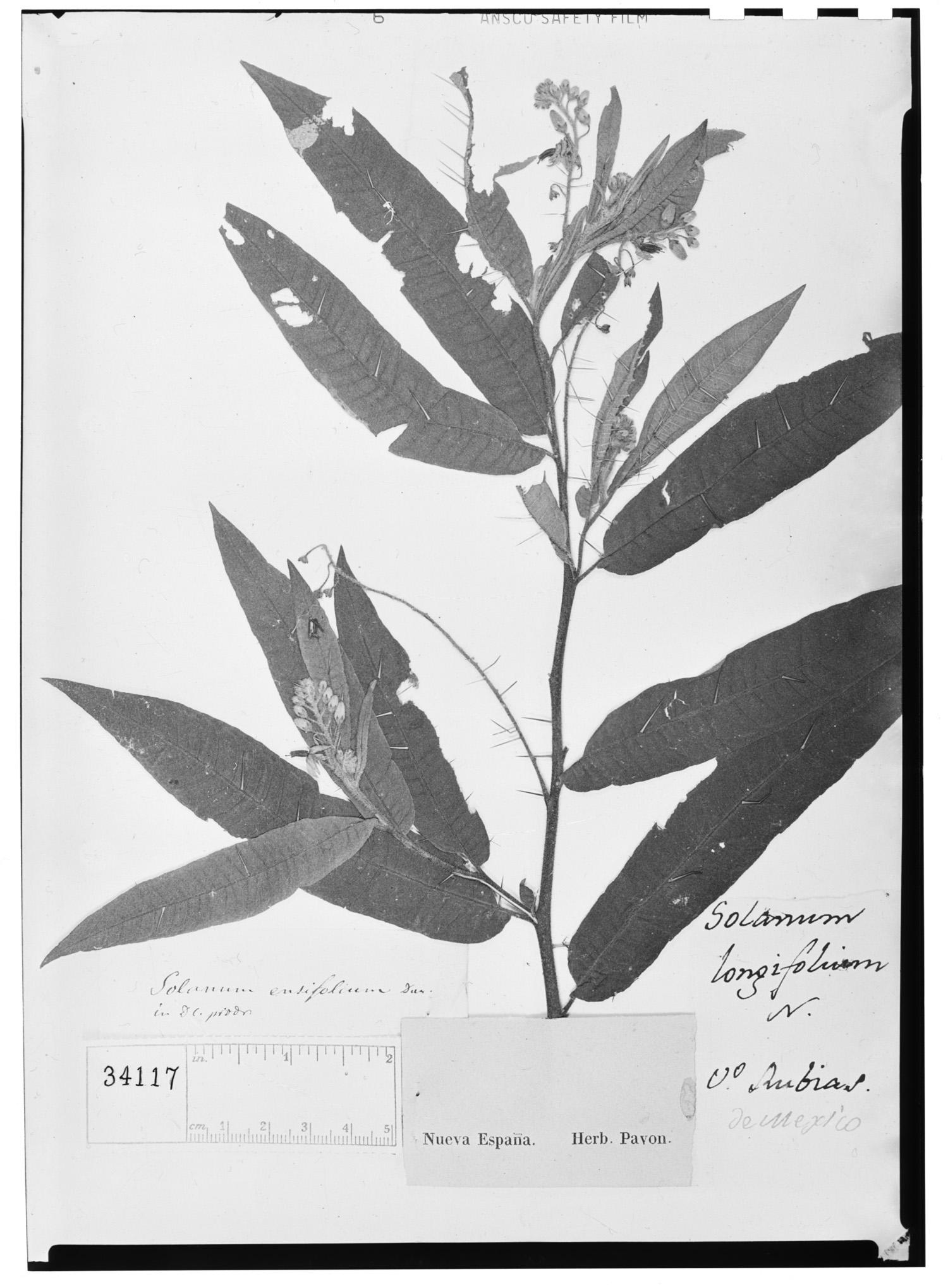 Solanum ensifolium image