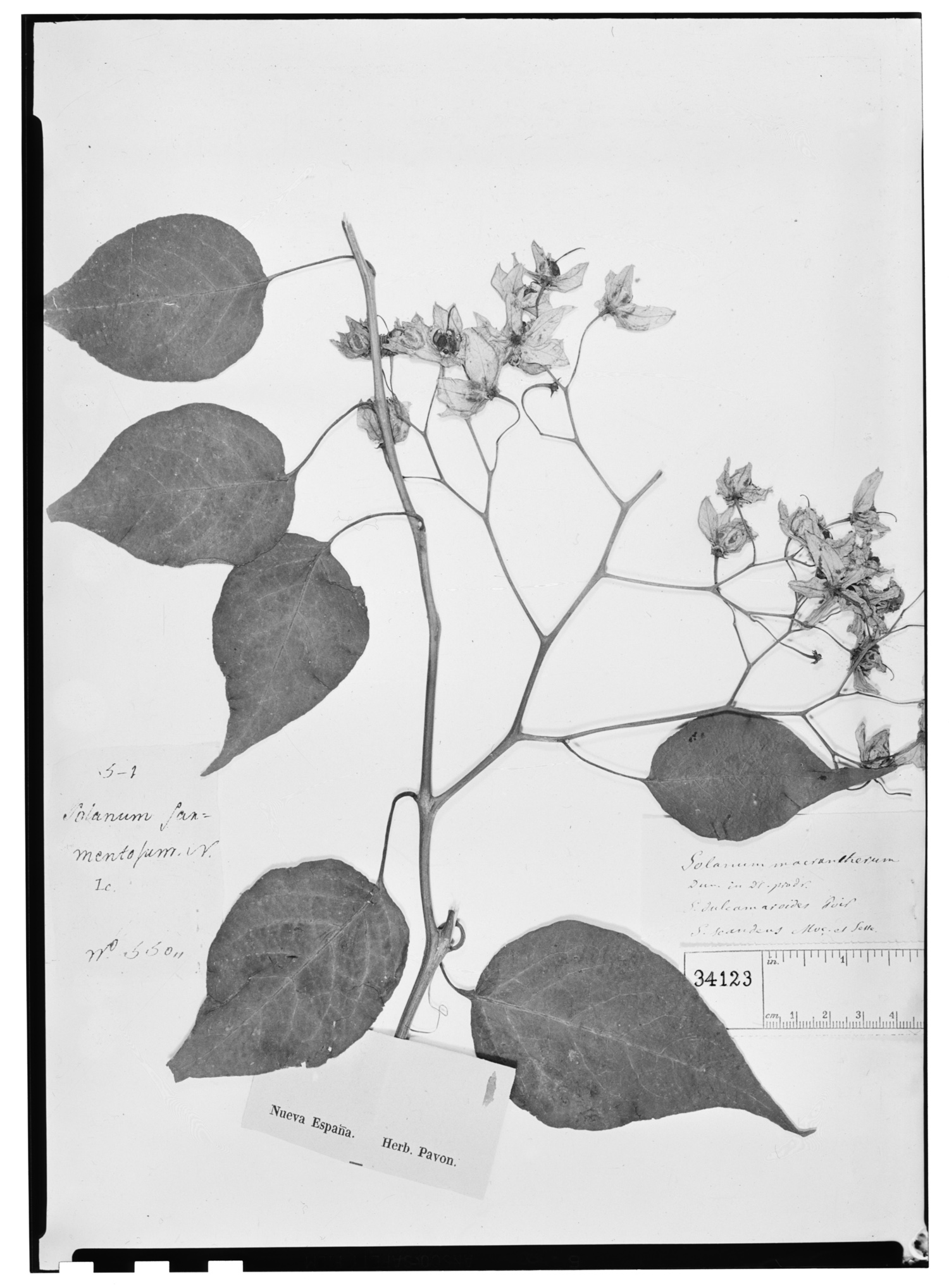 Solanum macrantherum image