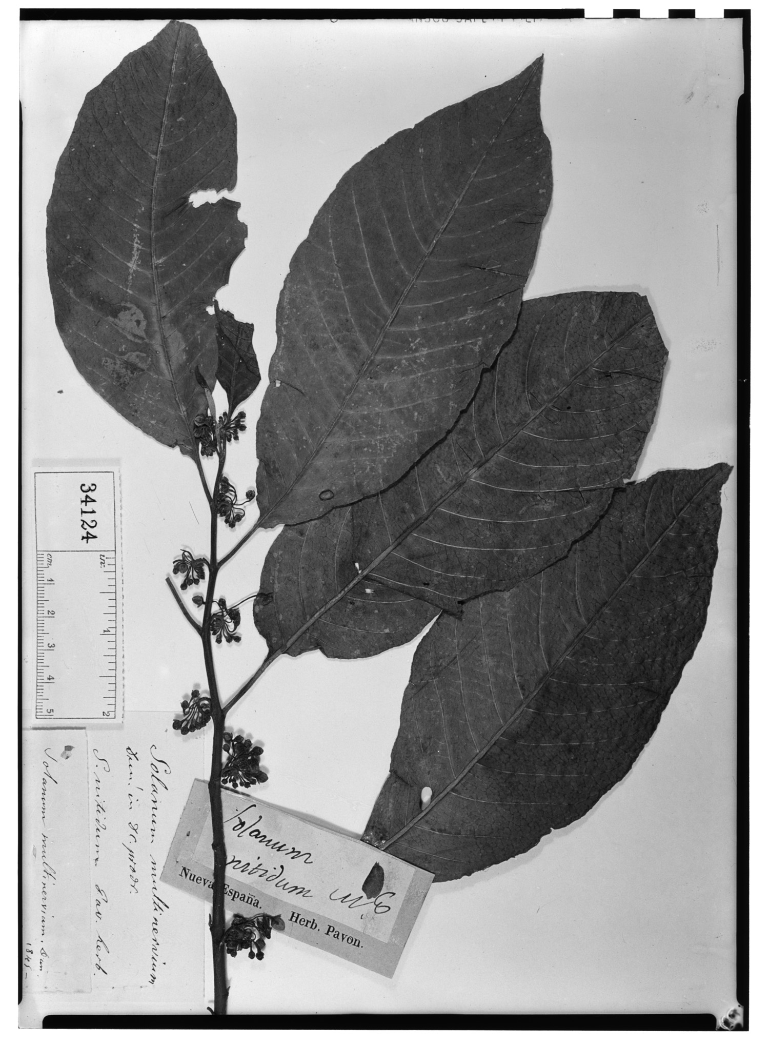 Solanum brachystachys image