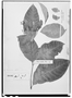 Field Museum photo negatives collection; Genève specimen of Rauvolfia latifolia DC., MARTINIQUE, F. W. Sieber 74, Type [status unknown], G