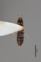 3048426 Bledius albomarginatus ST v IN