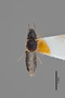 3048426 Bledius albomarginatus ST d IN