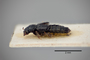 3048430 Bledius bernhaueri ST p IN