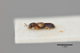3048431 Bledius bifasciatus ST p IN