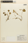 Nymphoides indica (L.) Kuntze, Mexico, C. Chan V. 7016, F
