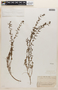 Lythrum acinifolium image