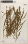 Lythrum acinifolium image