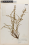 Lythrum gracile image