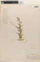 Lythrum vulneraria image
