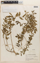 Lythrum vulneraria image