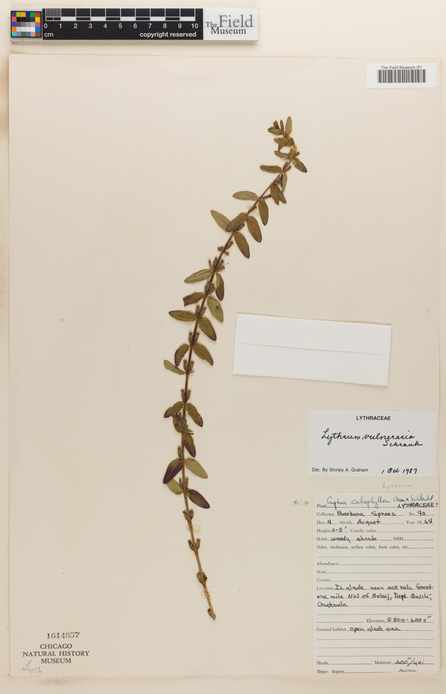 Lythrum vulneraria image